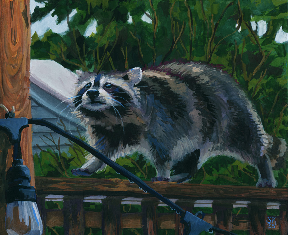 Art Print: Young Raccoon